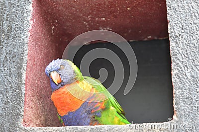 Colorful parrot standing on little window Stock Photo