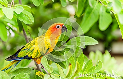 Colorful of parrot sun conure species in tropical forest of amazon Stock Photo