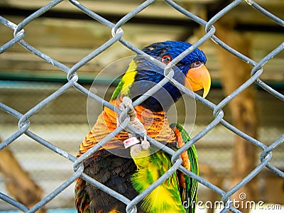 A Colorful Parrot trapped in a cage Stock Photo