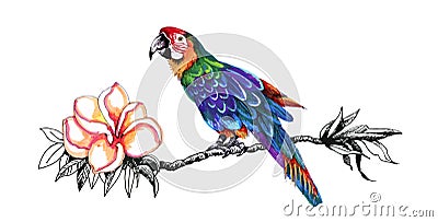 Colorful parrot on twig. Vector Illustration