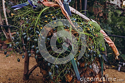 Colorful parrots sitting on a tree branch in the Tenerife Zoo Editorial Stock Photo