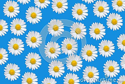 Colorful pattern with daisy flowers Stock Photo