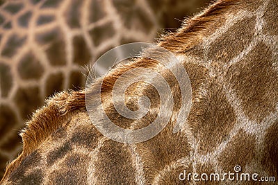 Pattern of giraffe skin. Stock Photo