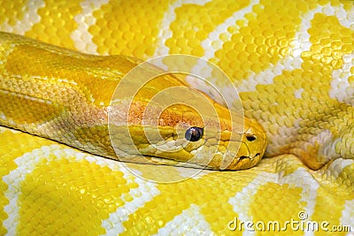 Colorful patterns and head of gold boa. Stock Photo