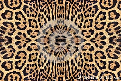 patterns and textures of the jaguar. Stock Photo