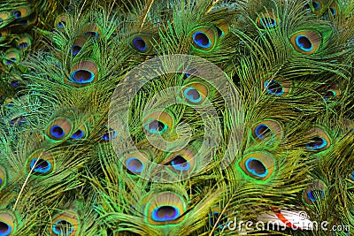 Colorful patterns of thousands of beautiful birds Stock Photo