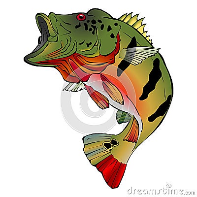 Colorful Peacock Bass Vector Illlustration Cartoon Illustration