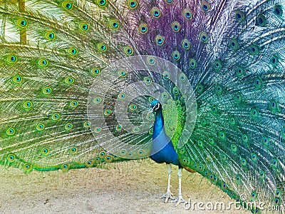 Colorful Peacock Stock Photo