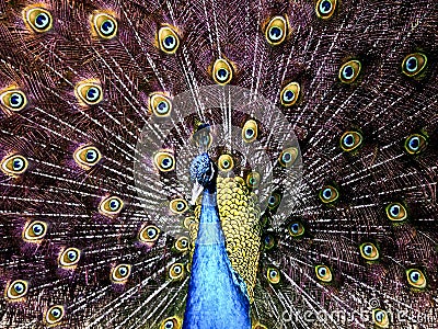 A peacock proudly lifts its feathers Stock Photo