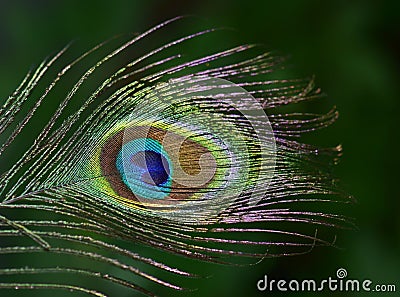 Colorful peacock feather Stock Photo