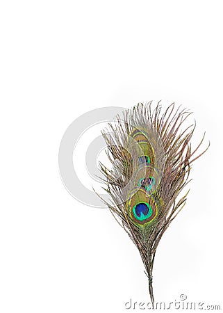 Colorful peacock feathers Stock Photo