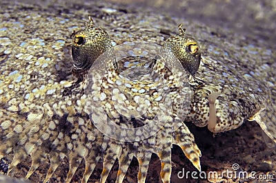 Colorful peacock flounder Stock Photo