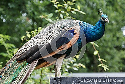 Colorful peacock seen in a zoo Stock Photo