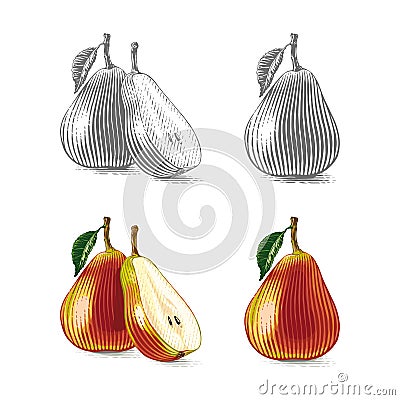 colorful Pear Hand drawing sketch engraving illustration style Vector Illustration