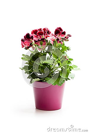 Colorful Pelargonium flower in flowerpot isolated on white Stock Photo