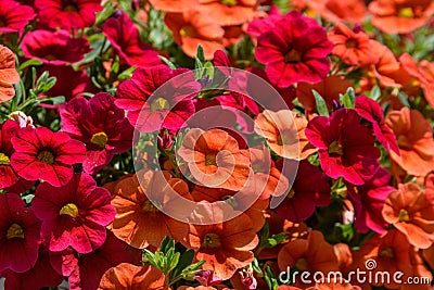 Colorful Pelargonium Geraniums Flowers Stock Photo