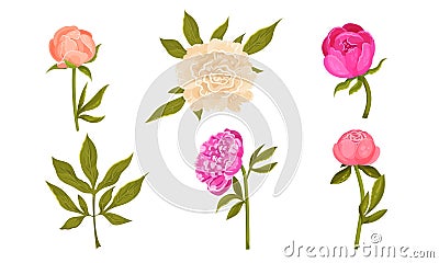 Colorful Peony Flower Buds on Green Stems with Showy Petals Vector Set Vector Illustration