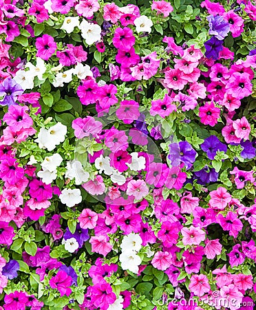 Colorful petunia flowers (background) Stock Photo