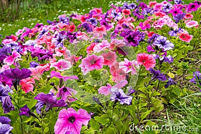 Colorful petunia flowers bed, mixed colors Stock Photo