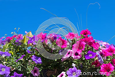 Colorful Petunia flowers Stock Photo