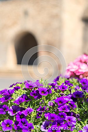 Colorful Petunia flowers Stock Photo