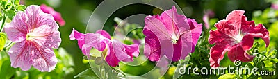 Colorful petunia flowers in a garden Stock Photo