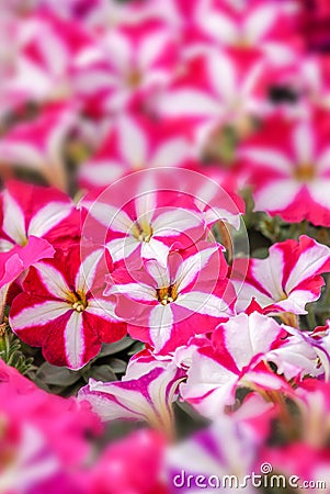 Pink petunia flowers Stock Photo