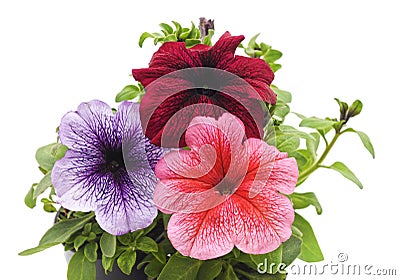 Colorful petunia in the pot Stock Photo