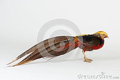 Colorful pheasant bird with long tail Stock Photo