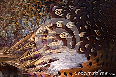 Colorful pheasant feathers background. abstract Horizontal texture. Stock Photo