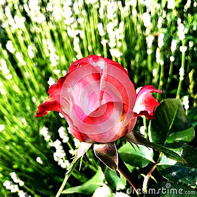 The colorful photo shows blooming flower rose Stock Photo