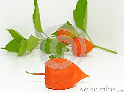 Colorful physalis flower Stock Photo