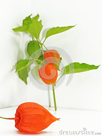 Colorful physalis flower Stock Photo