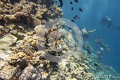 Colorful, picturesque coral reef at the bottom of tropical sea, hard corals and tropical fishes, underwater landscape Stock Photo