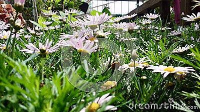 Colorful Pink Daisy Flower in Garden Green House Stock Photo