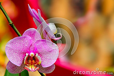 Colorful pink dotted moth or phalaenopsis blume orchids Stock Photo