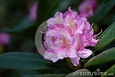 Colorful pink Flowering Rhododendron in the wild forest Stock Photo