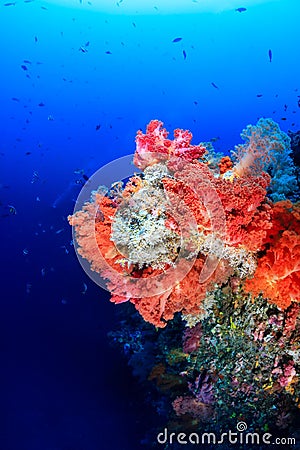 Colorful pink and orange soft corals on a deep coral reef wall Stock Photo