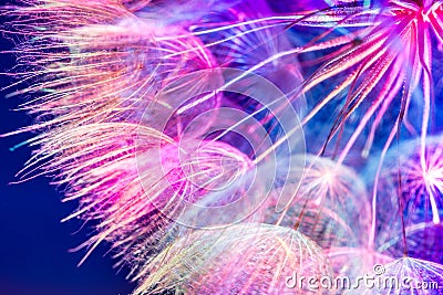 Colorful Pink Pastel Background - vivid abstract dandelion flowe Stock Photo