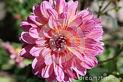 Colorful pink, purple and yellow flower in full bloom Editorial Stock Photo