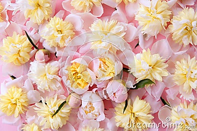 Colorful pink and yellow flowers background Stock Photo