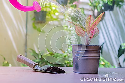 Colorful plant in zinc pot Stock Photo