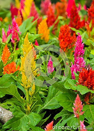 Colorful plumed cockscomb flower Stock Photo