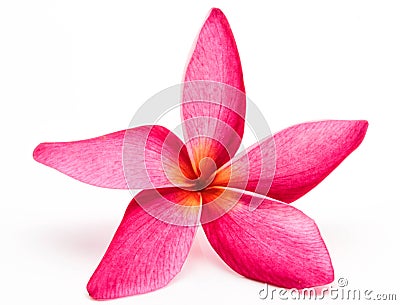 Colorful plumeria flower Stock Photo