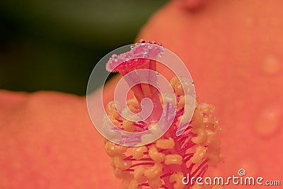 Colorful pollen Hibiscus flower with drop. Stock Photo