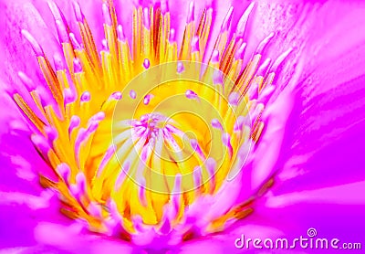 Colorful pollen of pink flower. Stock Photo