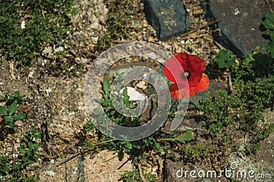 Colorful poppy flower growing in the middle of stones Stock Photo