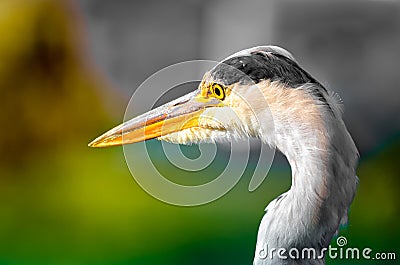 Colorful portrait of a single isolated hunting heron on blurry background Stock Photo