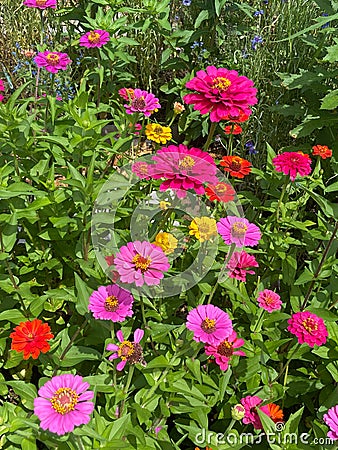 Colorful Pretty Zinnia Flowers in the Garden Stock Photo