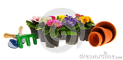 Colorful Primulas Stock Photo